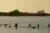 Hoogwater